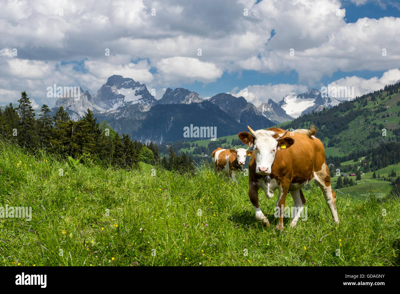 Simmentaler Fleckvieh Kuh (Bos Taurus) auf einer Alm in der Schweiz laden in Richtung des Betrachters. Stockfoto