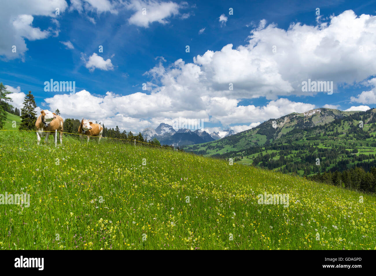 Simmentaler Fleckvieh Kühe (Bos Taurus) auf einem Berg Alm in der Schweiz. Stockfoto