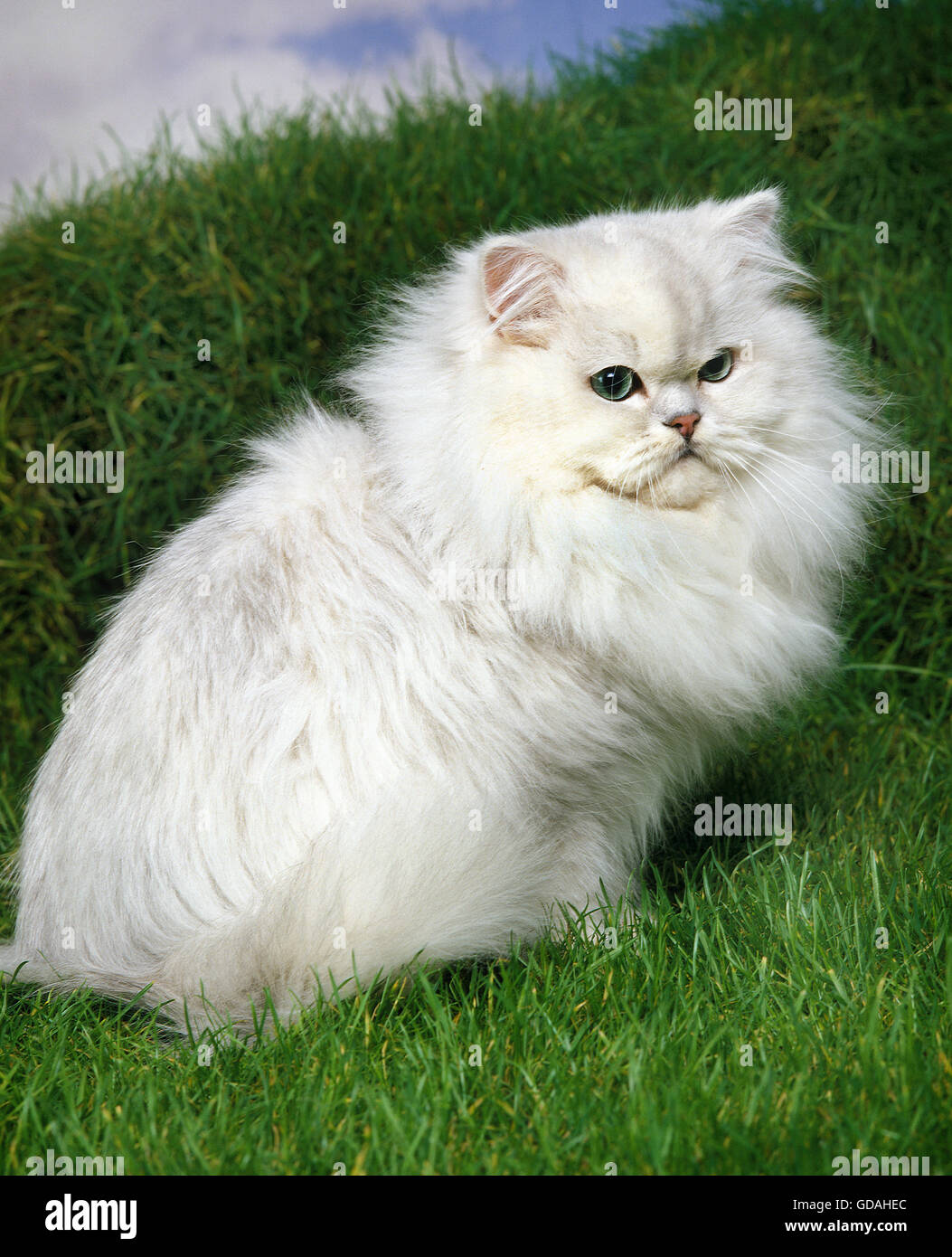 Chinchilla Perser Hauskatze, Erwachsene auf Rasen Stockfoto