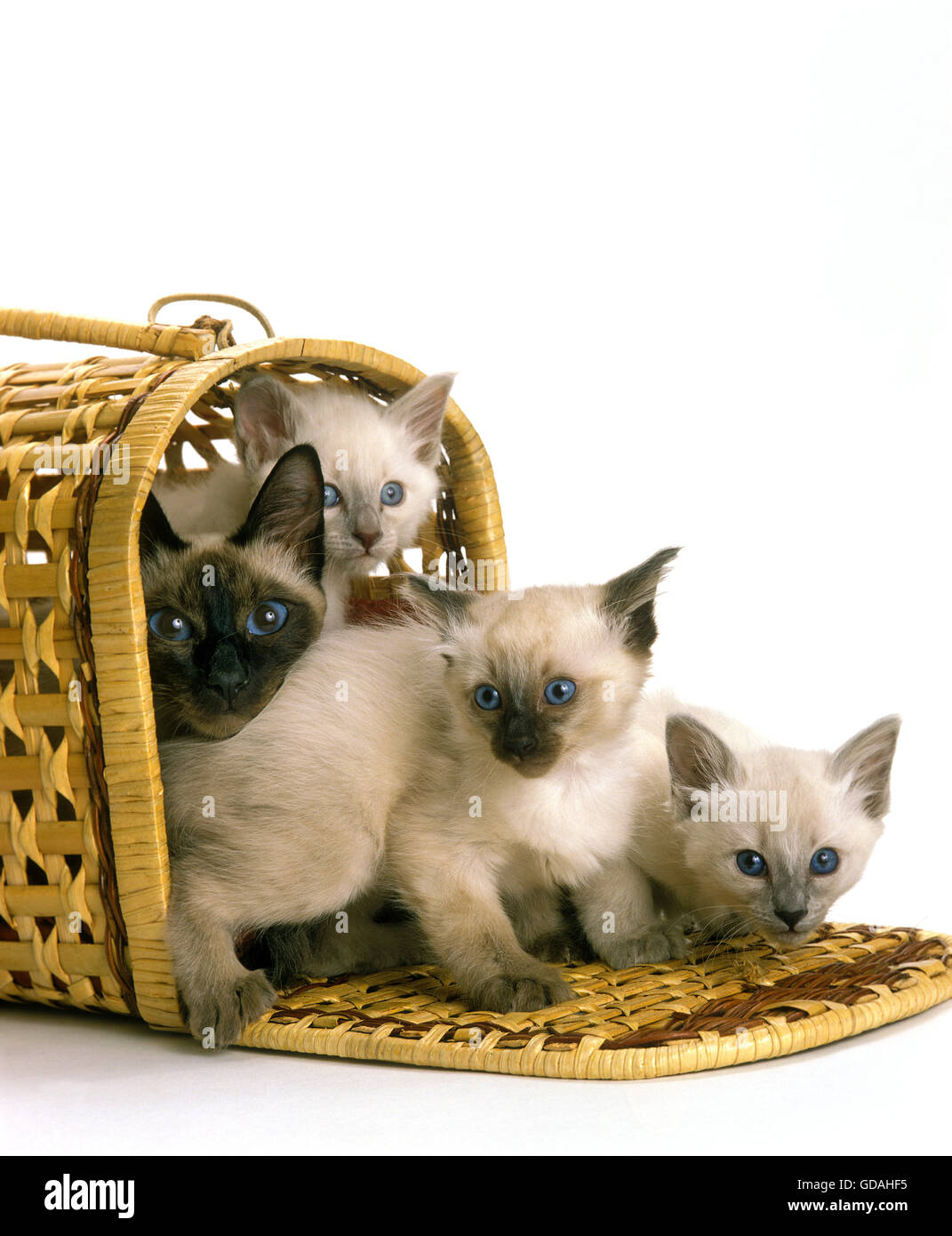 Balinesische Hauskatze, weiblich mit Kätzchen im Korb vor weißem Hintergrund Stockfoto