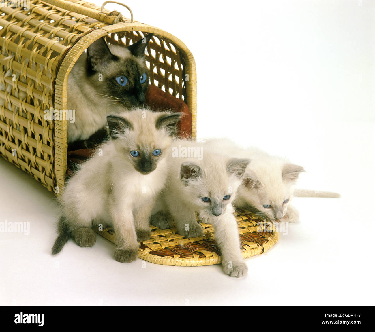 Balinesische Hauskatze, weiblich mit Kätzchen im Korb gegen weiße Bakcground Stockfoto