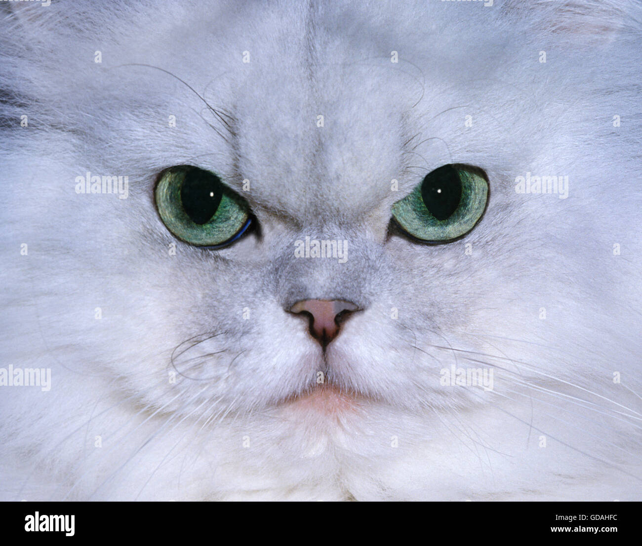 Chinchilla Perser Inland Katze mit grünen Augen, schließen sich der Kopf Stockfoto