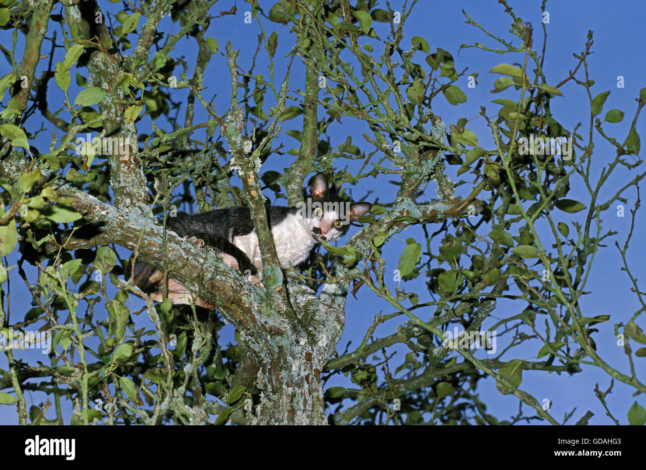 Cornish Rex Domestic Cat, Erwachsene im Baum Stockfoto