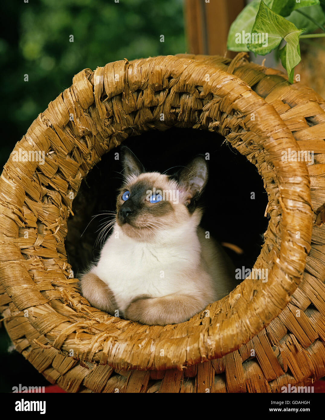 Balinesische Hauskatze in Warenkorb legen Stockfoto