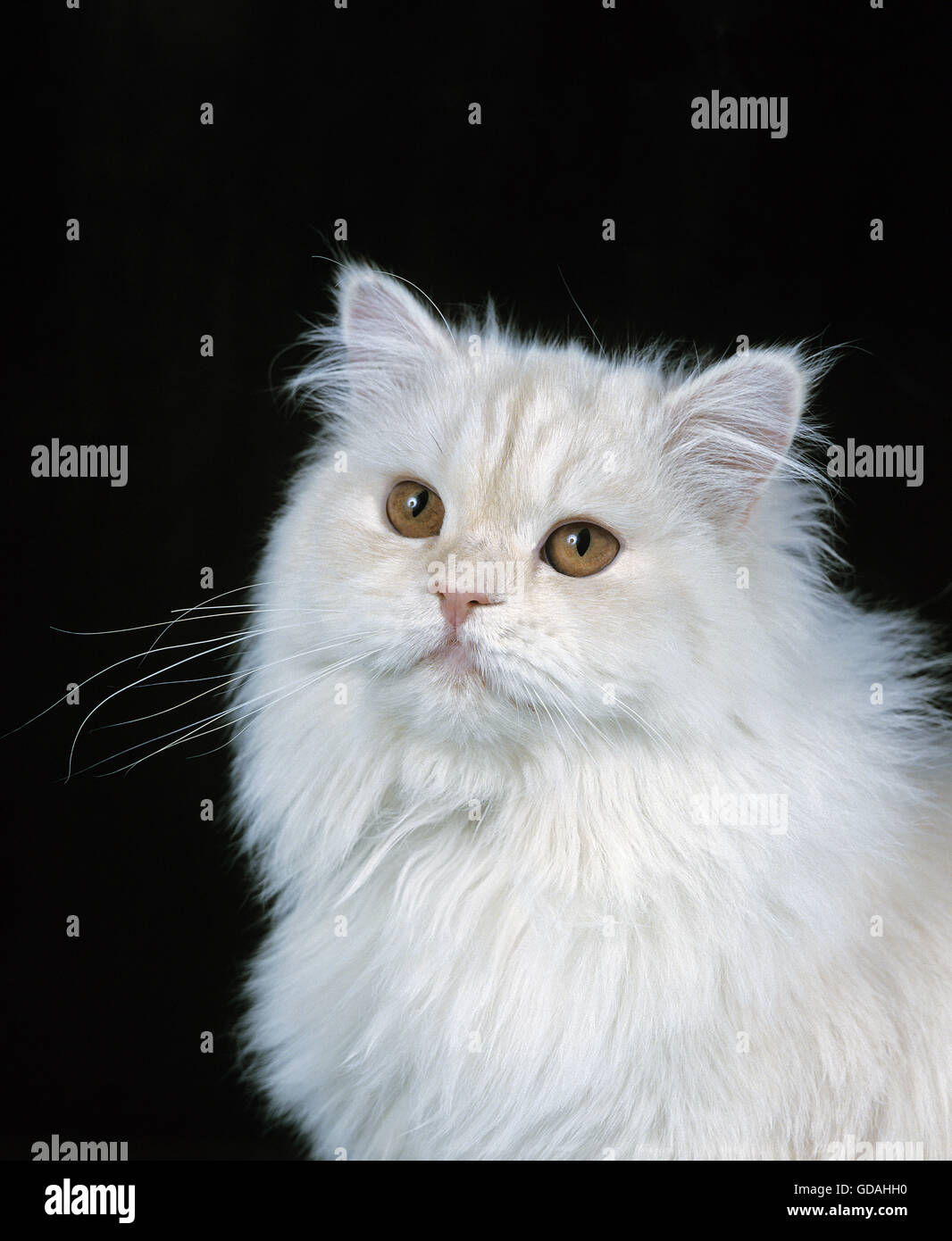 Shell Cameo Perser Hauskatze auf schwarzem Hintergrund Stockfoto