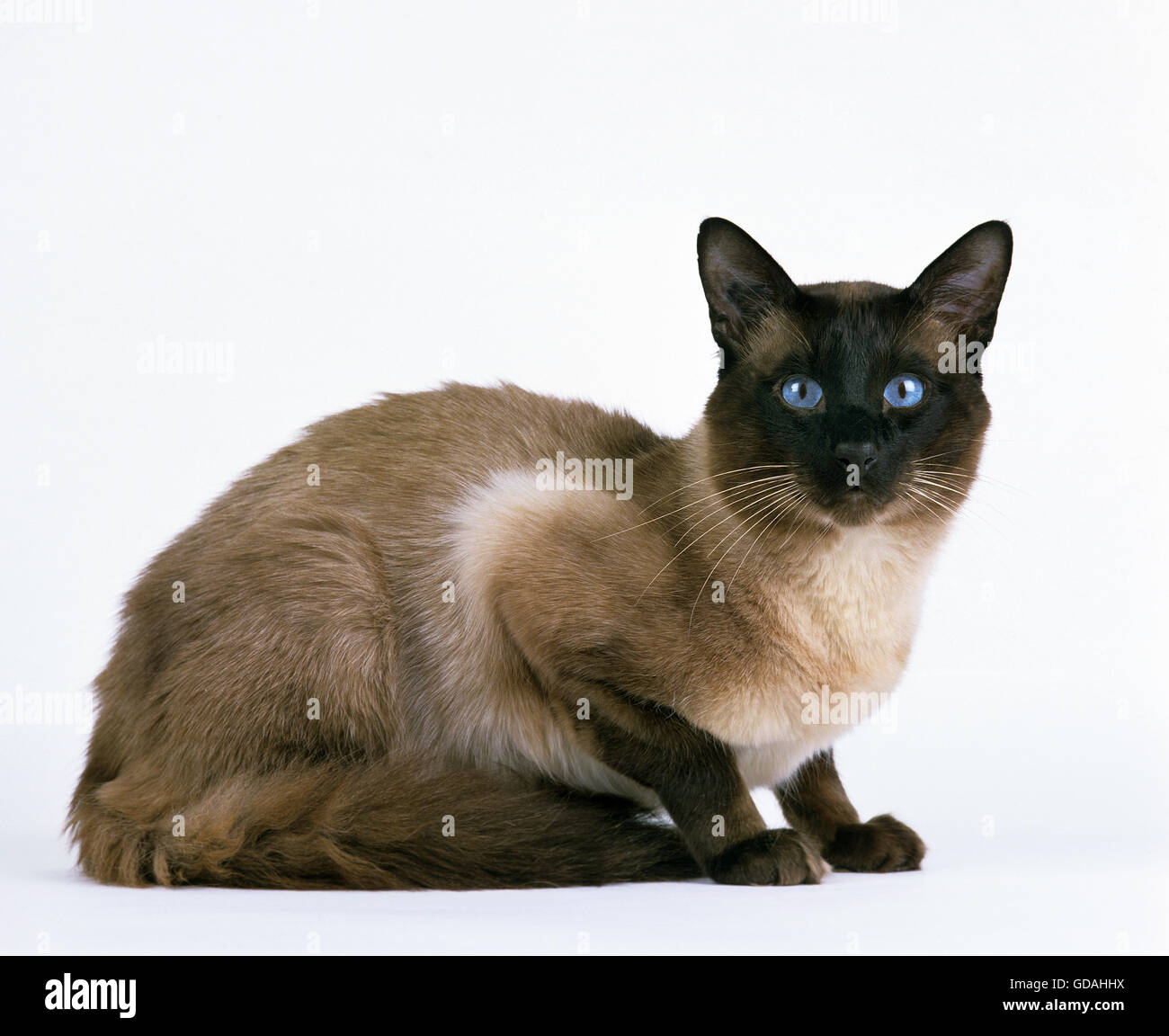 Balinesische Hauskatze auf weißen Hintergrund Stockfoto