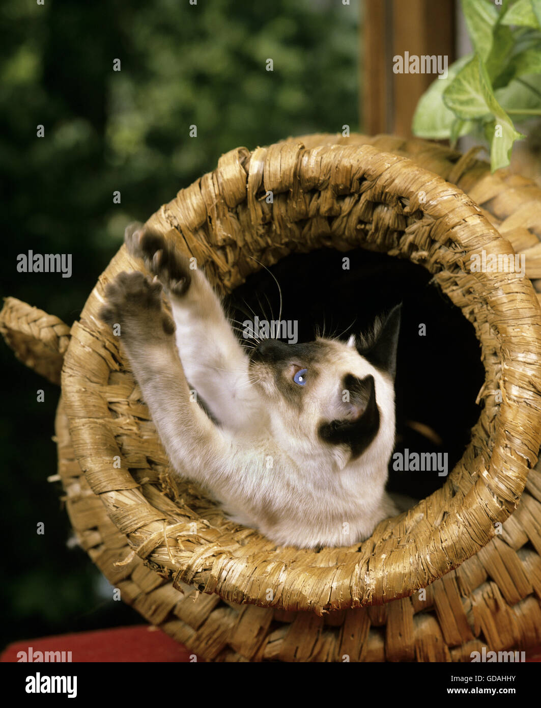 Balinesische Hauskatze spielen in Korb Stockfoto