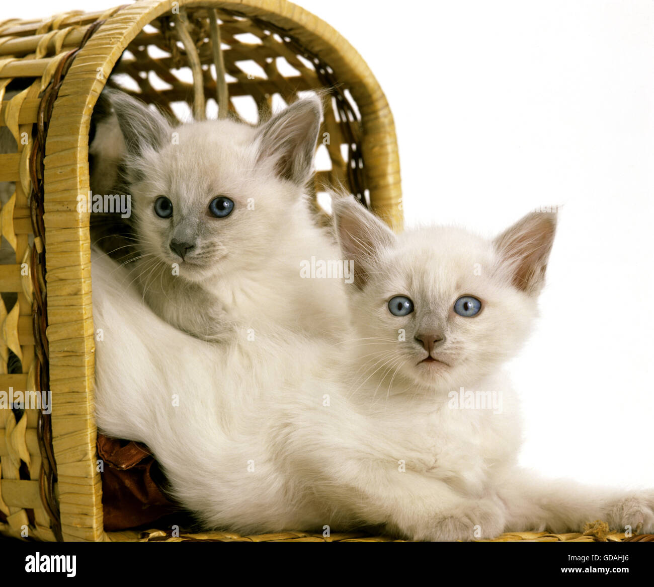 Balinesische Hauskatze, Kätzchen im Korb Stockfoto