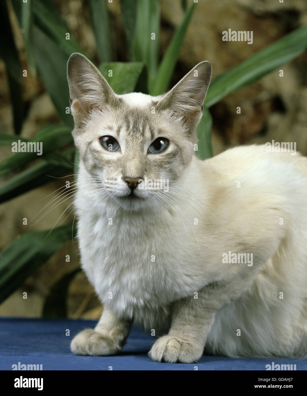 Balinesische Hauskatze Stockfoto