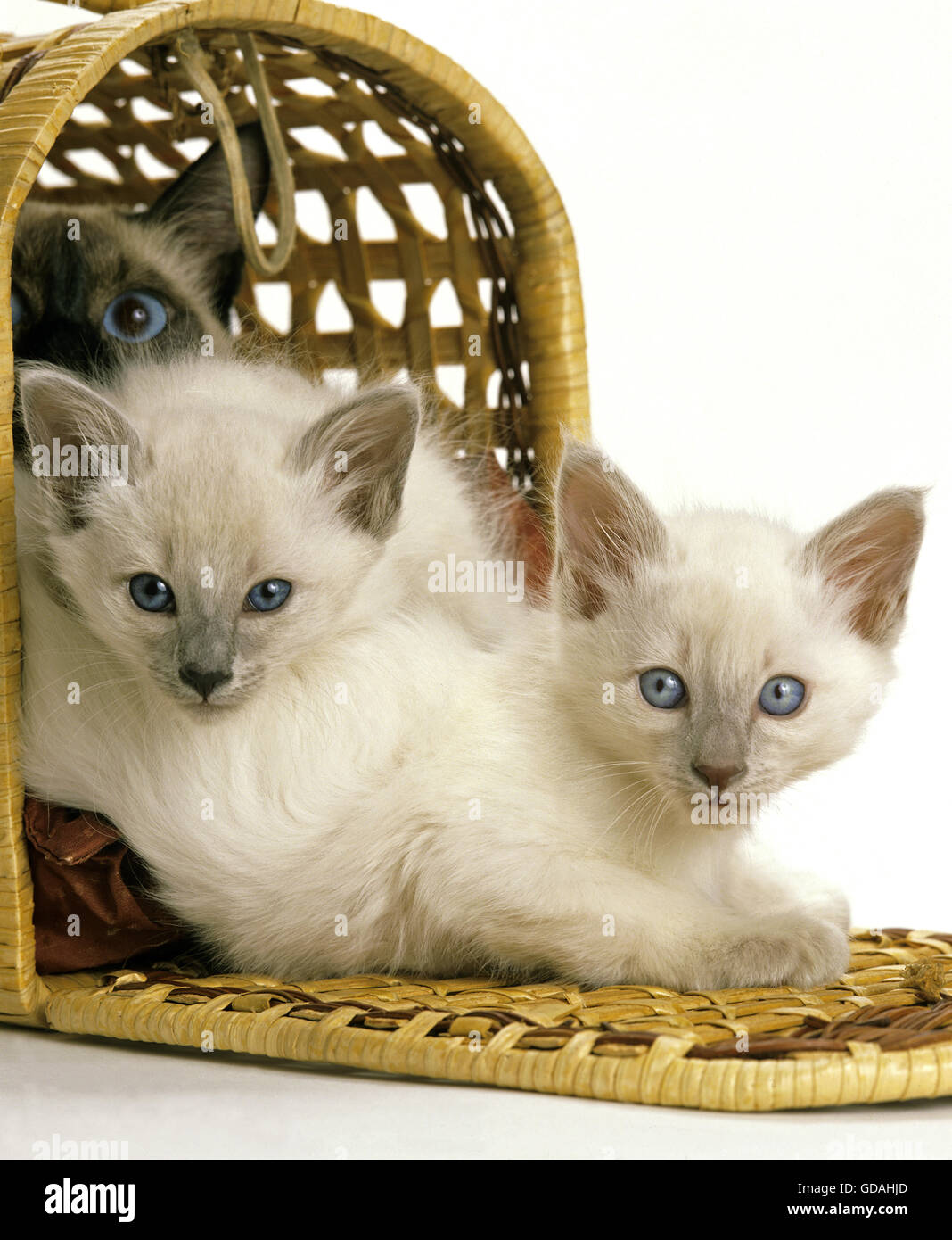 BALINESISCHE HAUSKATZE, MUTTER MIT KÄTZCHEN IM KORB Stockfoto