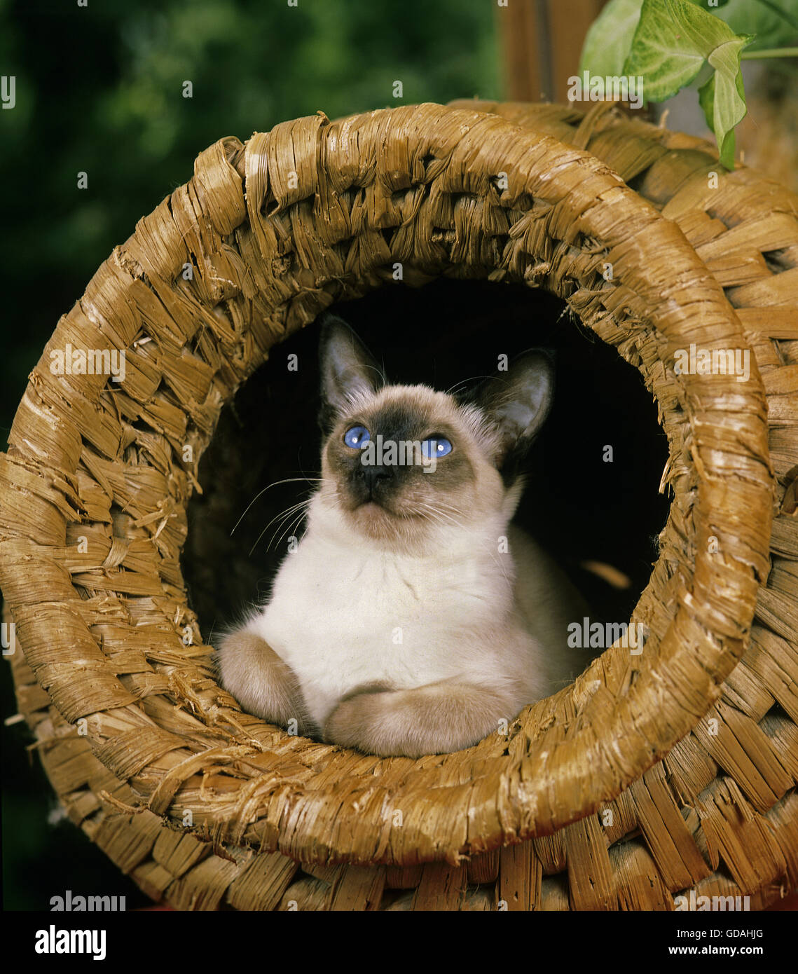 Balinesische Hauskatze in Korb Stockfoto