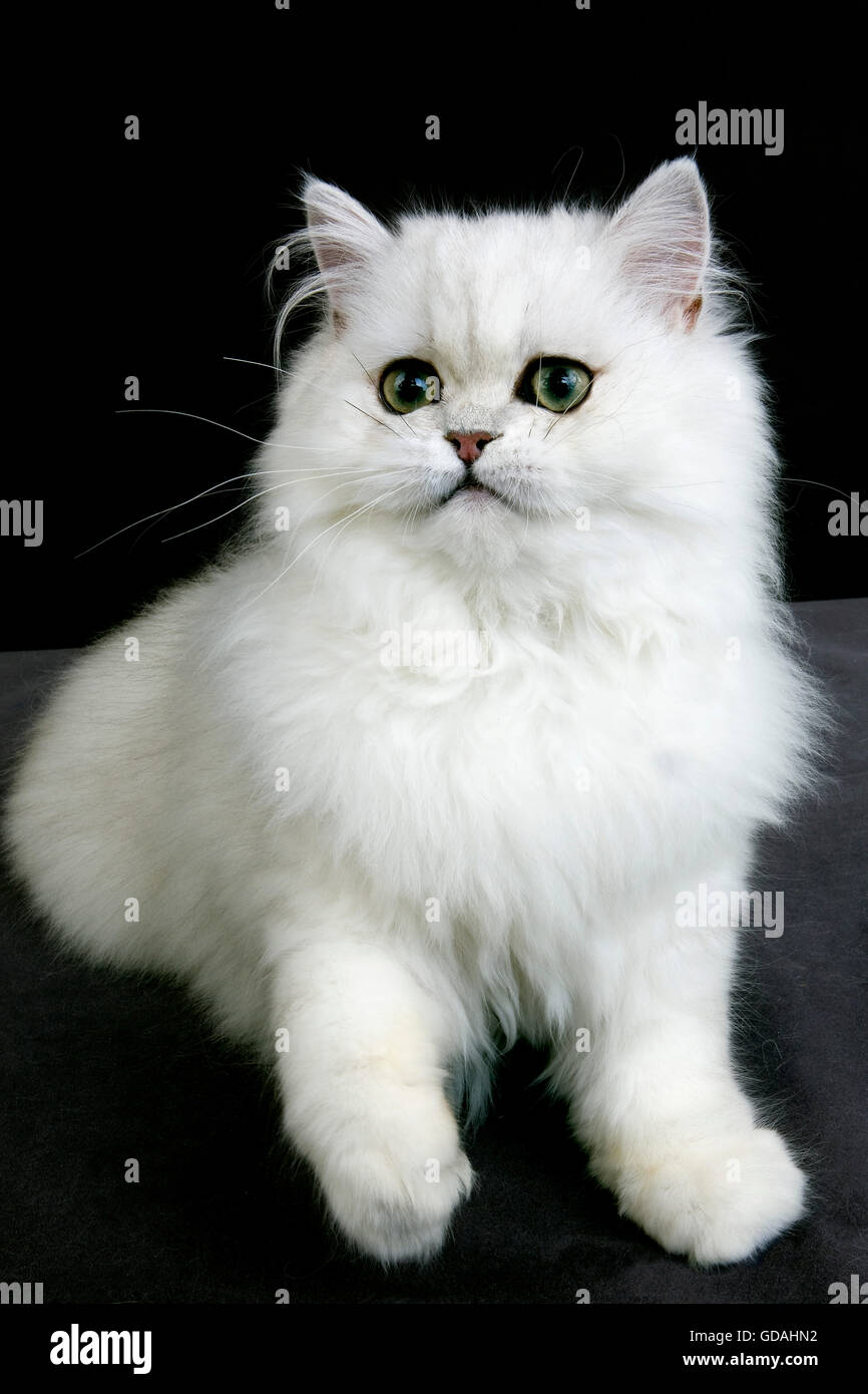 Chinchilla Perser Hauskatze mit grünen Augen Erwachsener vor schwarzem Hintergrund Stockfoto