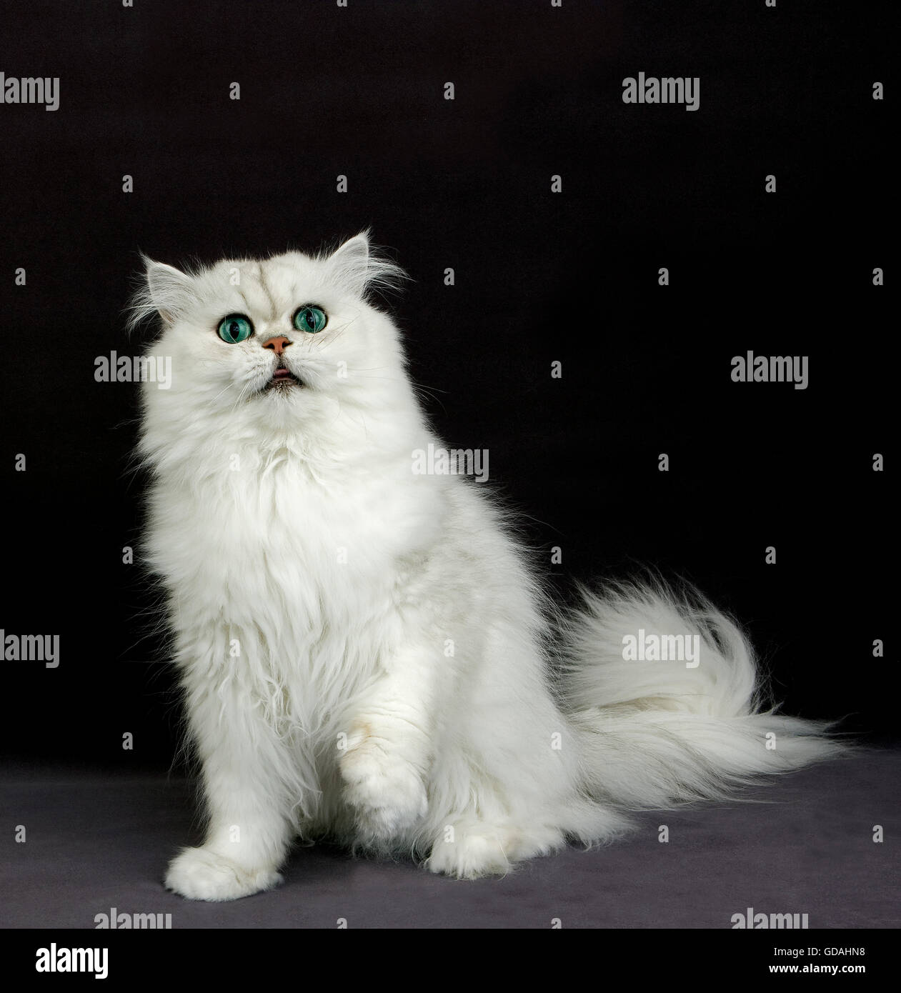 Chinchilla Perser Hauskatze mit grünen Augen, Erwachsenen sitzen vor schwarzen Hintergrund Stockfoto