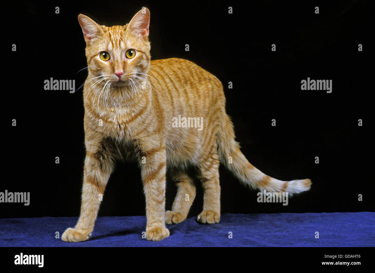 American Kurzhaar-Hauskatze, Erwachsene auf schwarzem Hintergrund Stockfoto