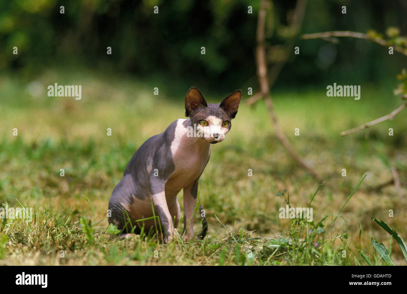 Sphynx Domestic Cat, Erwachsene auf Rasen Stockfoto