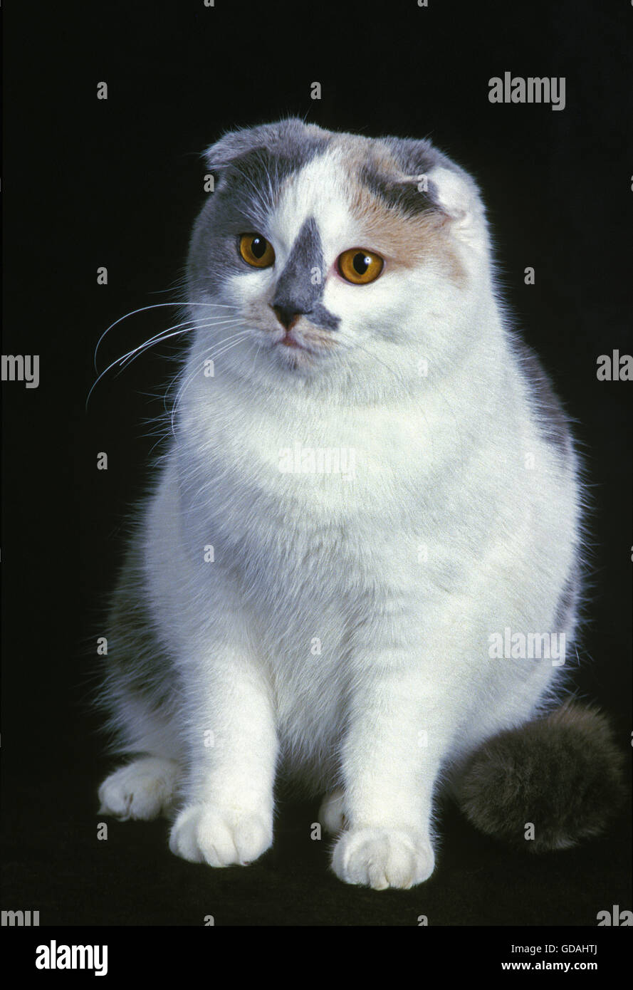 Scottish Fold Katze, Erwachsene auf schwarzem Hintergrund Stockfoto