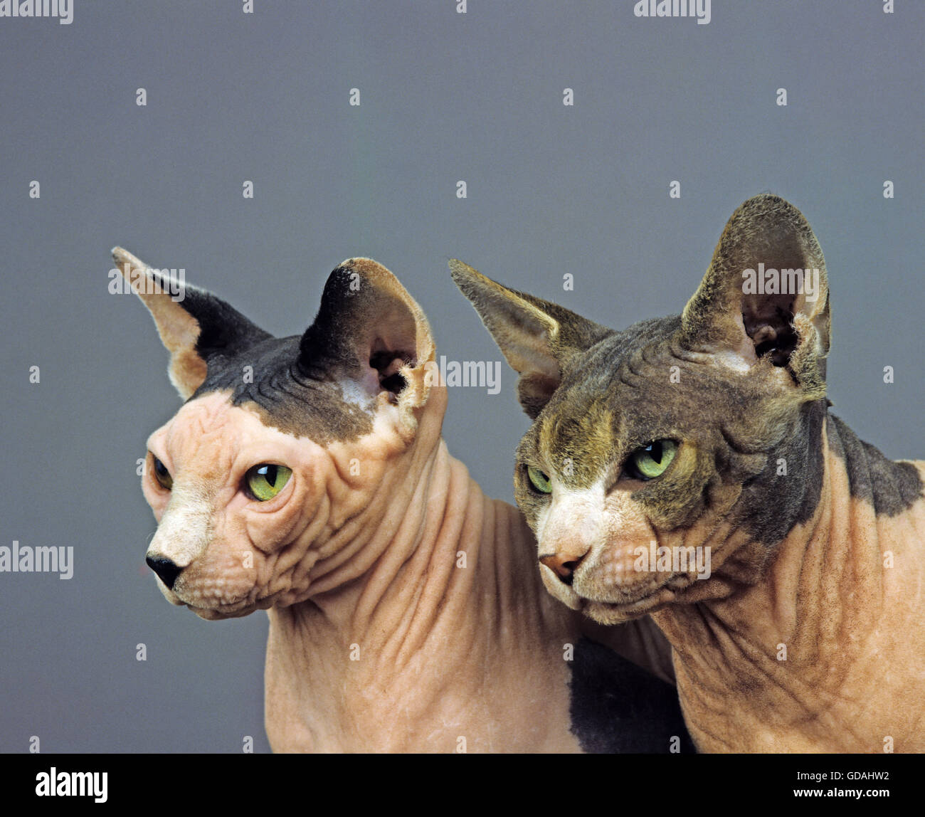 Sphynx Inland haarlose Katze Porträt der Erwachsenen auf grauem Hintergrund Stockfoto