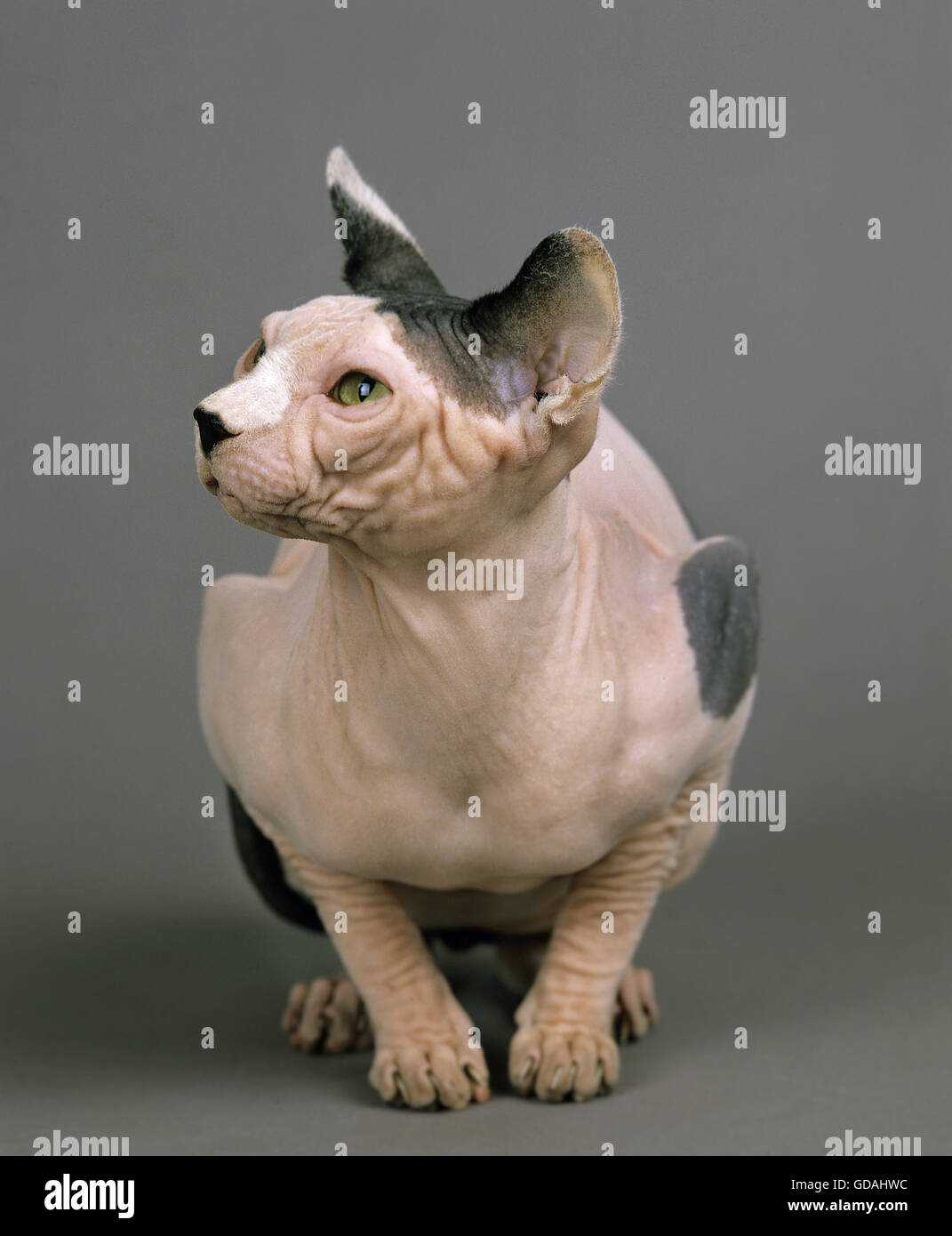 Sphynx Katze, Erwachsene alte graue Hintergrund Stockfoto