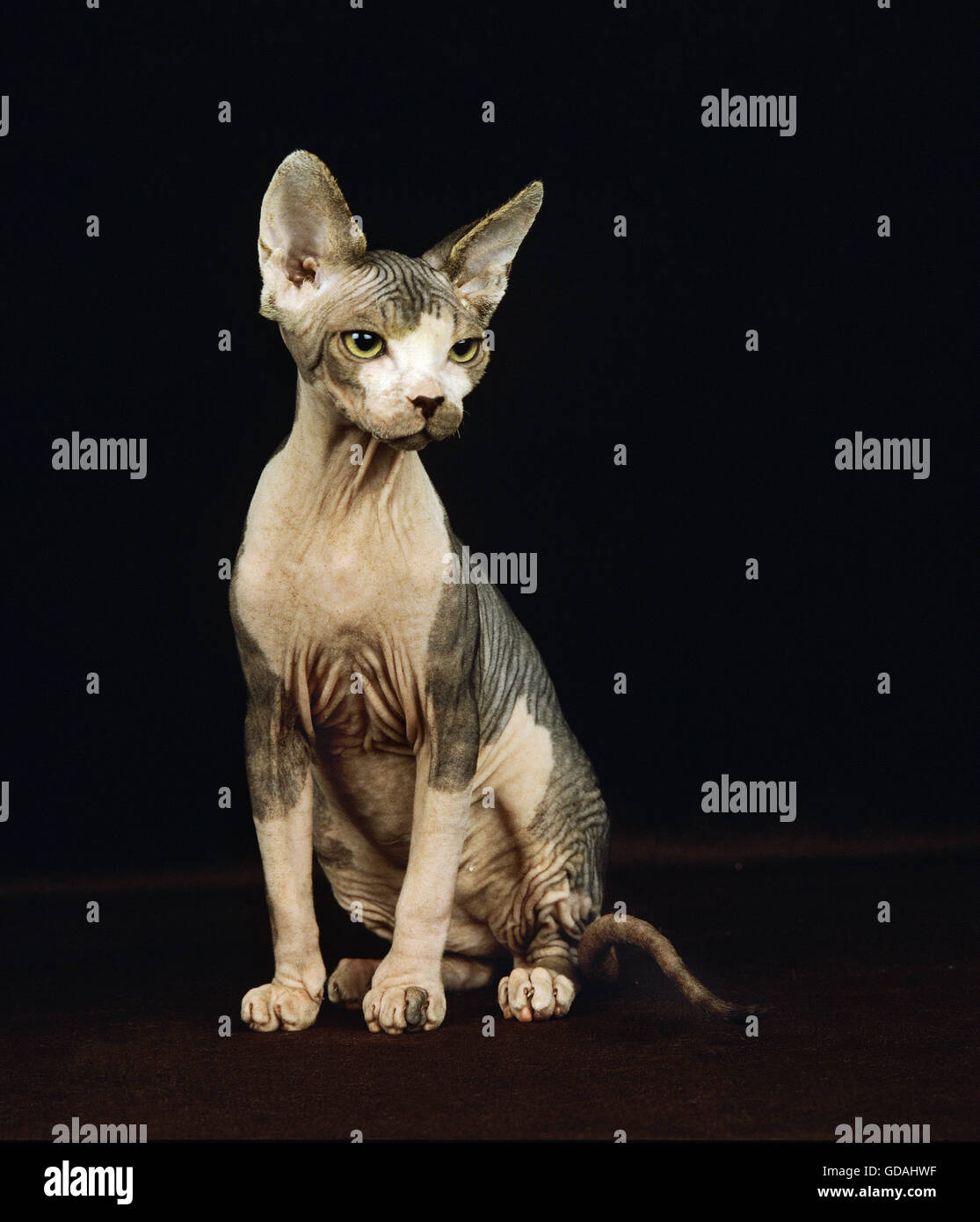 SPHYNX KATZE, KATZENRASSE OHNE HAARE, ERWACHSENEN SITZEN AUF SCHWARZEM HINTERGRUND Stockfoto