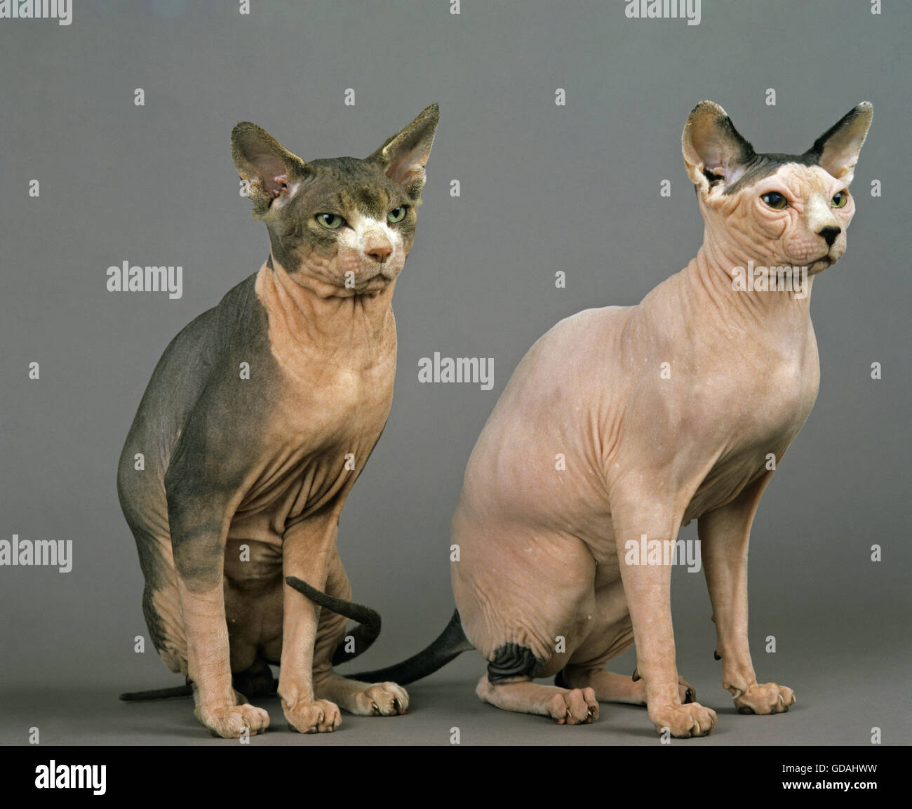 Sphynx Katze, haarlose Katze Erwachsenen sitzen vor grauen Hintergrund Stockfoto