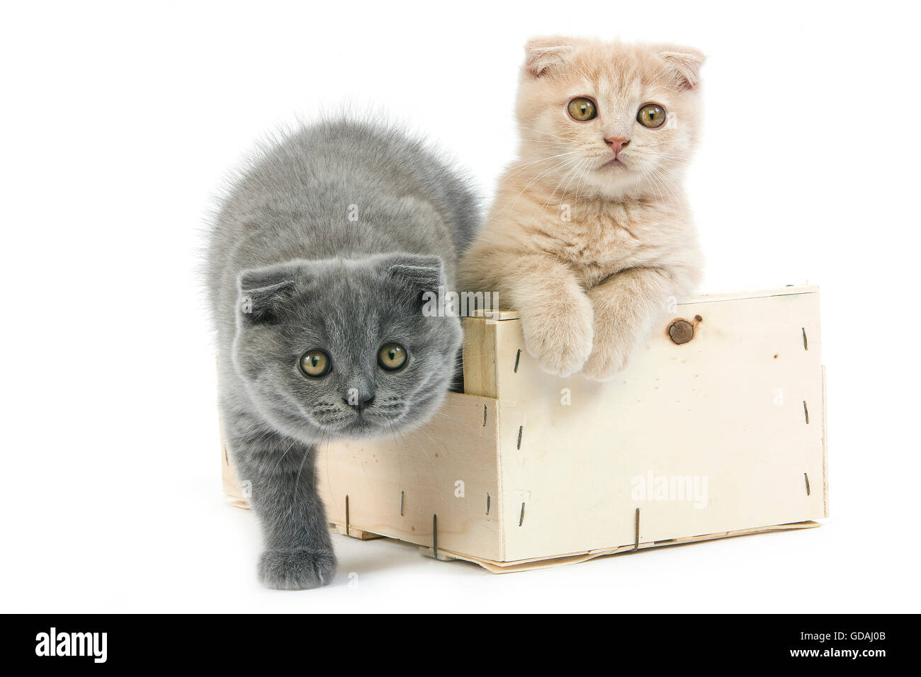 2 Monate alt Scottish Fold creme und Blau Kätzchen, PAAR SPIELEN IN DEN WARENKORB Stockfoto