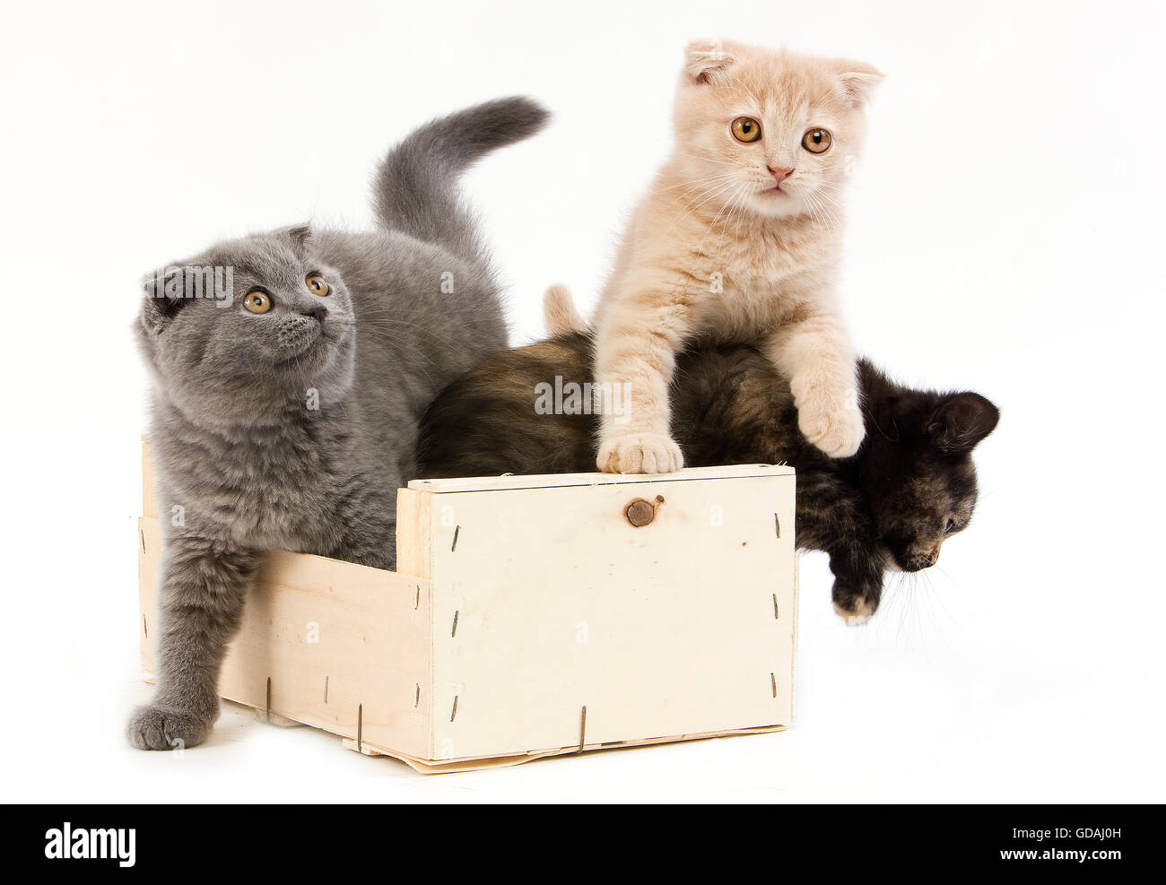 BRITISCH KURZHAAR SCHWARZ SCHILDPATT MIT BLAU UND CREME SCOTTISH FOLD KÄTZCHEN (2 MONATE ALT), SPIELEN IM KORB Stockfoto