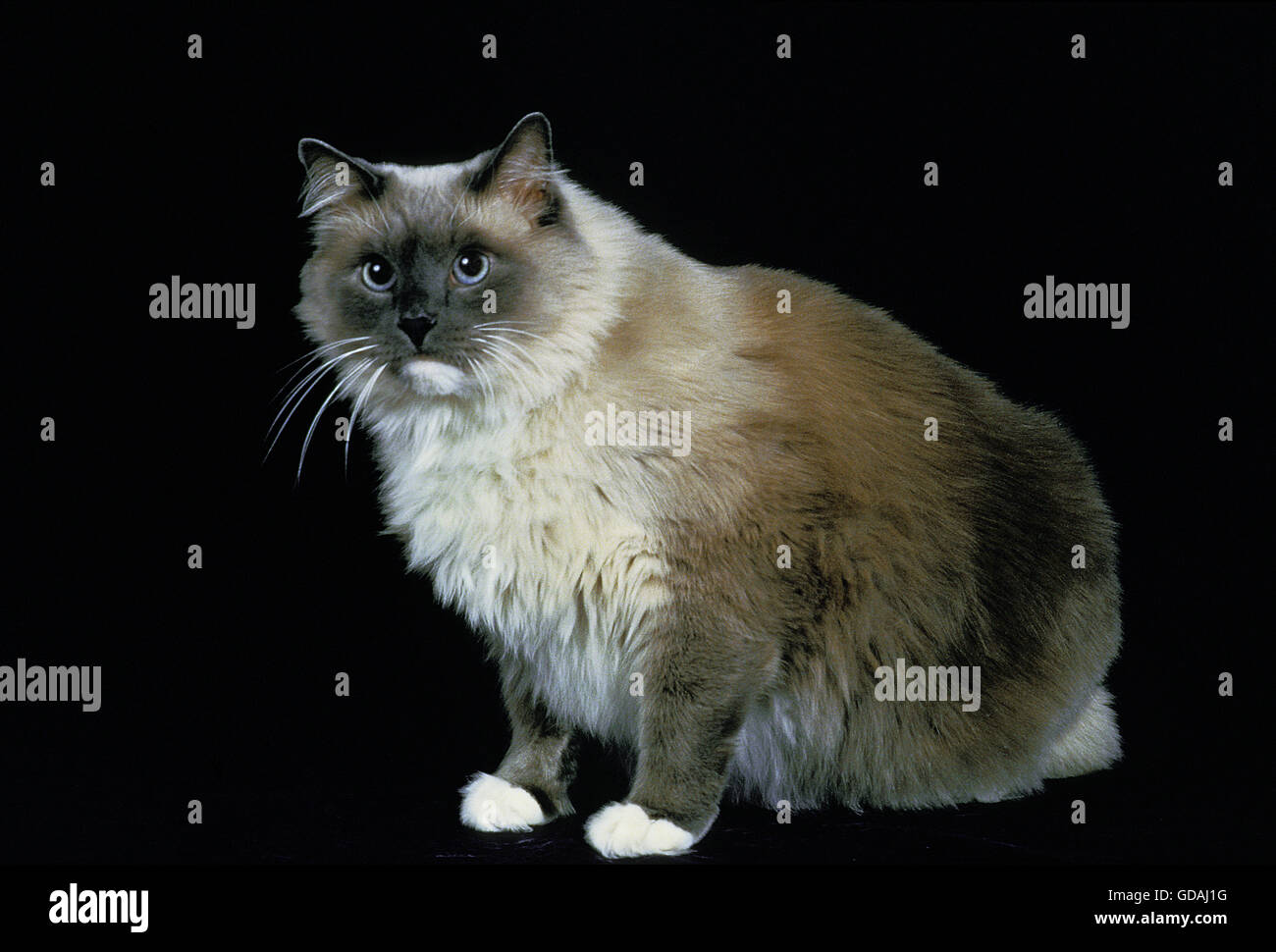 Ragdoll Katze sitzend vor schwarzen Hintergrund Stockfoto