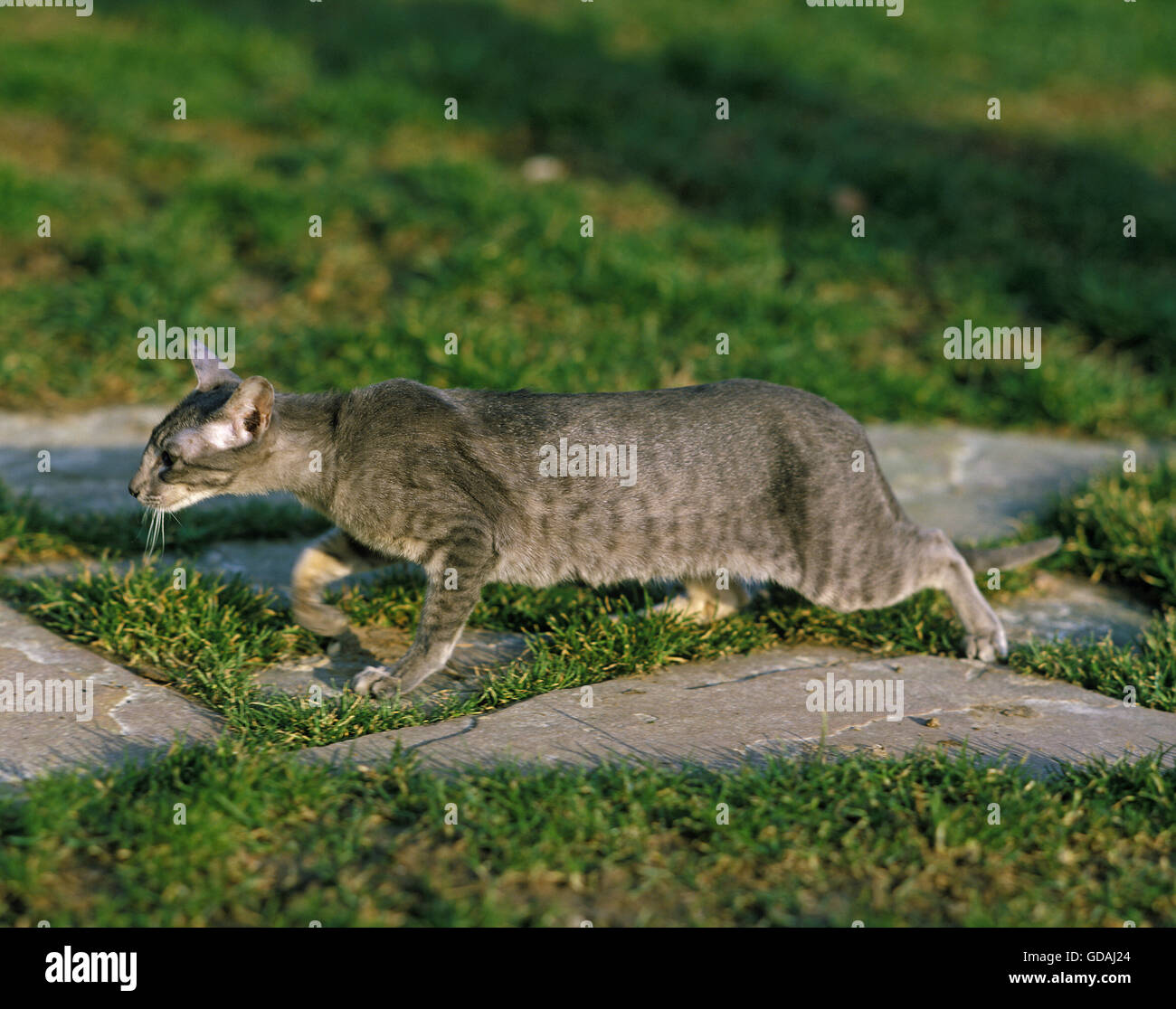 Oriental Hauskatze Jagd Stockfoto