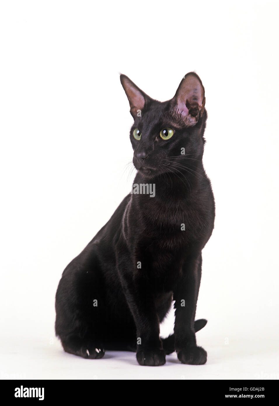 EBENHOLZ ORIENTALISCHE KATZE, ERWACHSENEN VOR WEIßEM HINTERGRUND Stockfoto