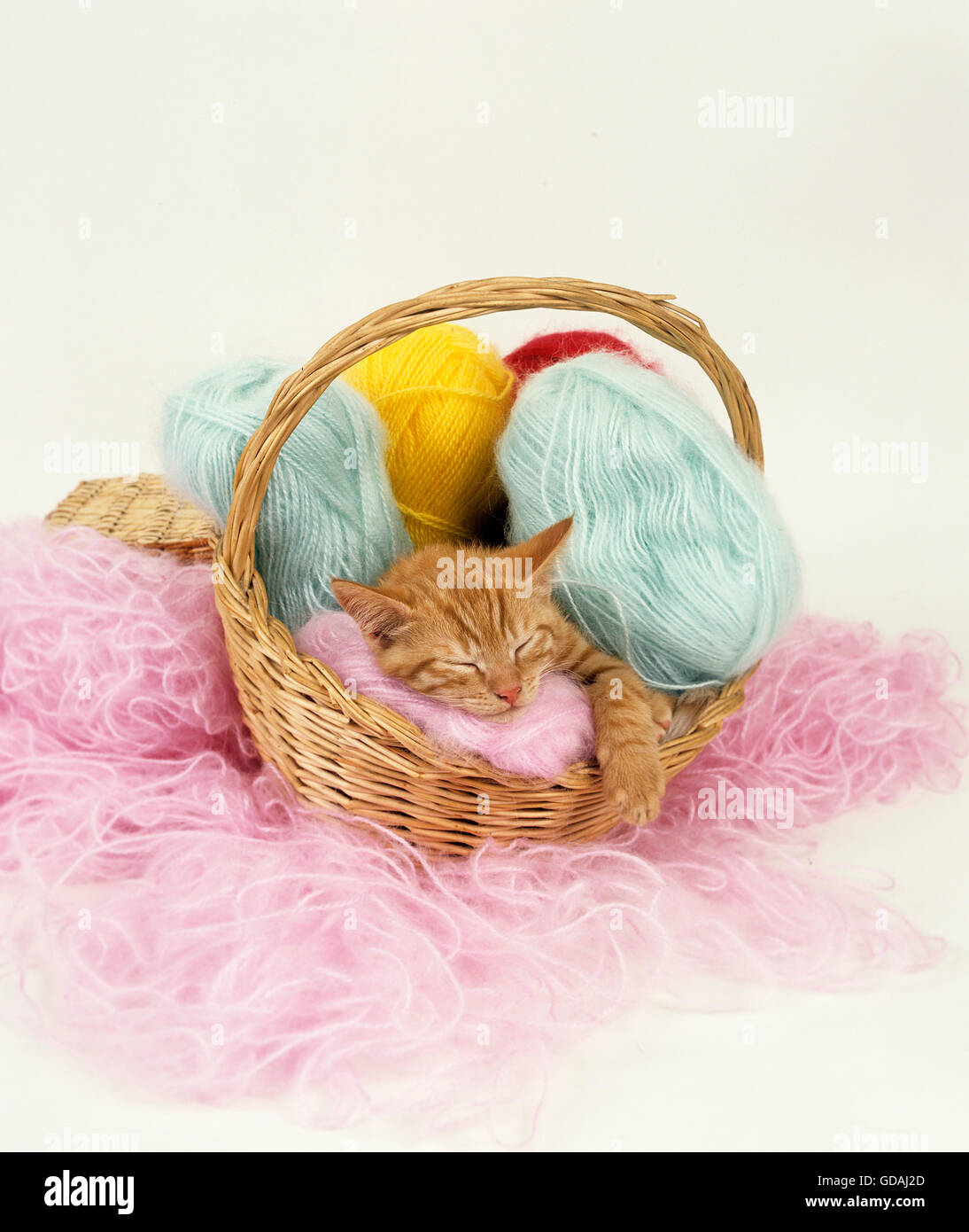 Rote Hauskatze, Kätzchen schlafen in einen Korb voller Wolle Stockfoto