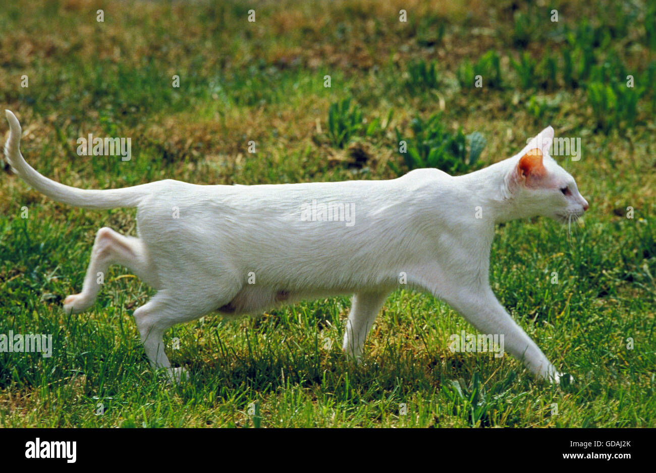 Ausländischen weiße Hauskatze zu Fuß auf dem Rasen Stockfoto