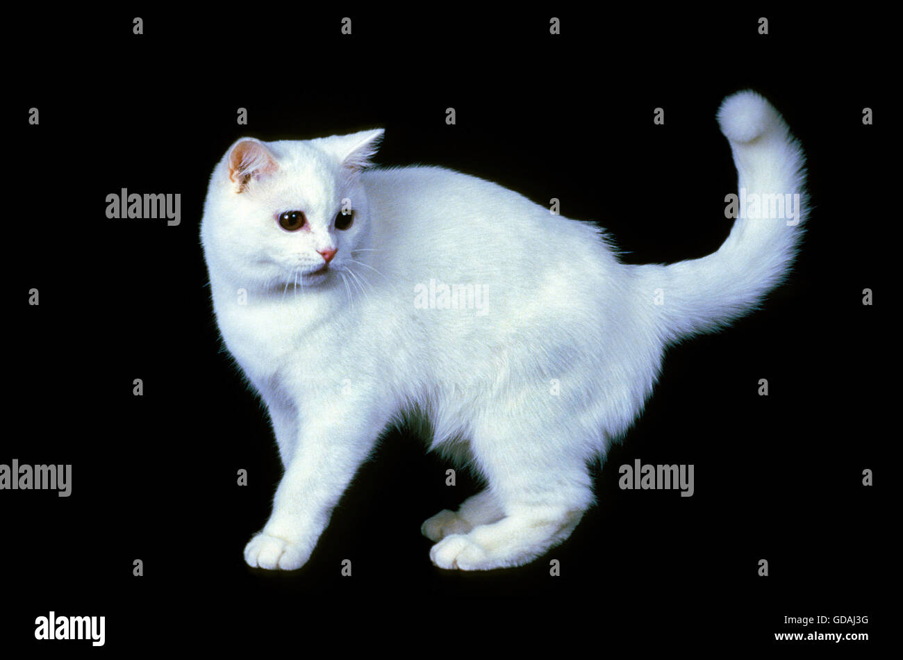 Britisch Kurzhaar-Hauskatze, Erwachsenen hinteren Hintergrund weiß Stockfoto
