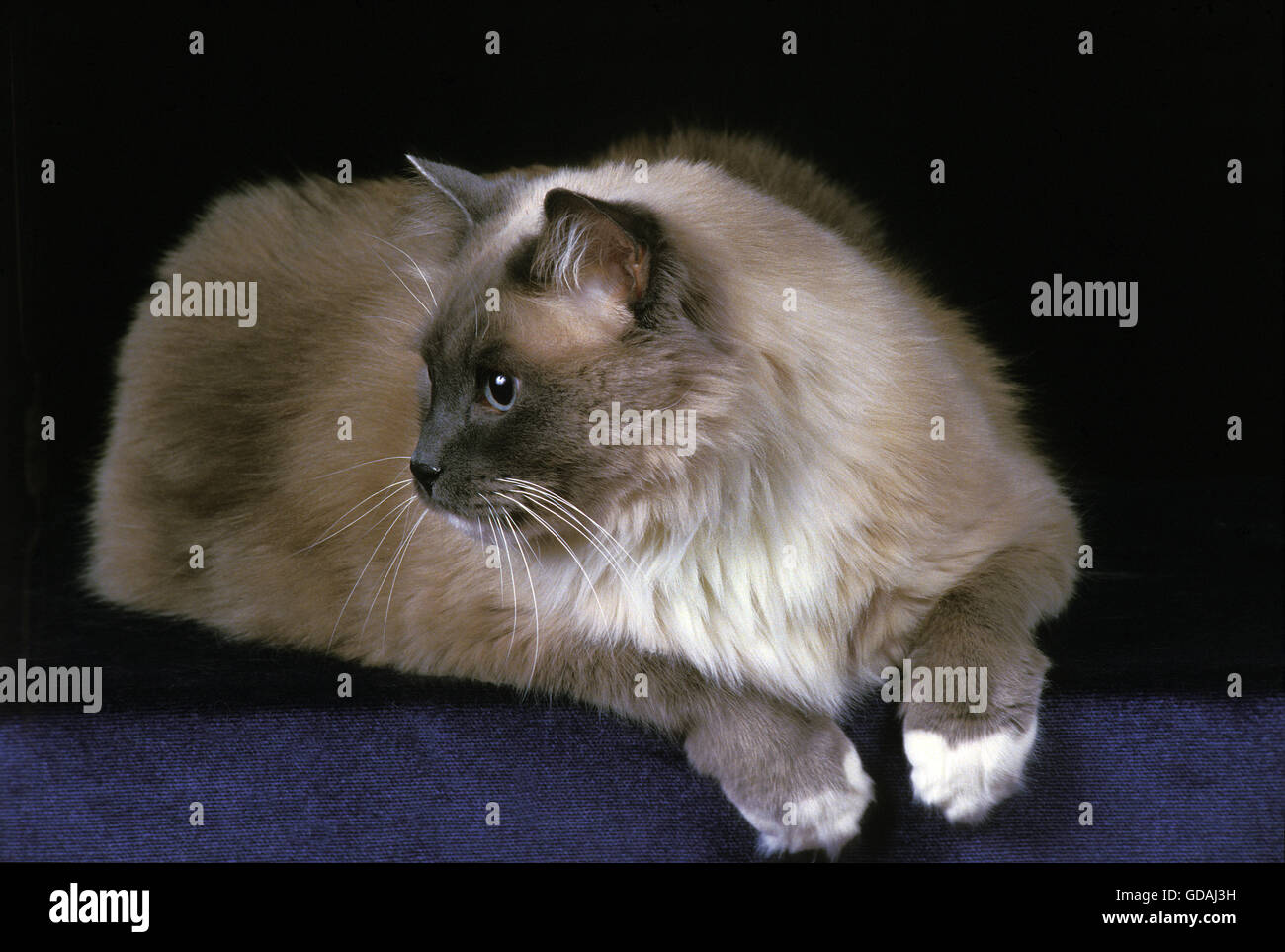 Ragdoll-Domestic Cat, Erwachsenen auf schwarzem Hintergrund Stockfoto