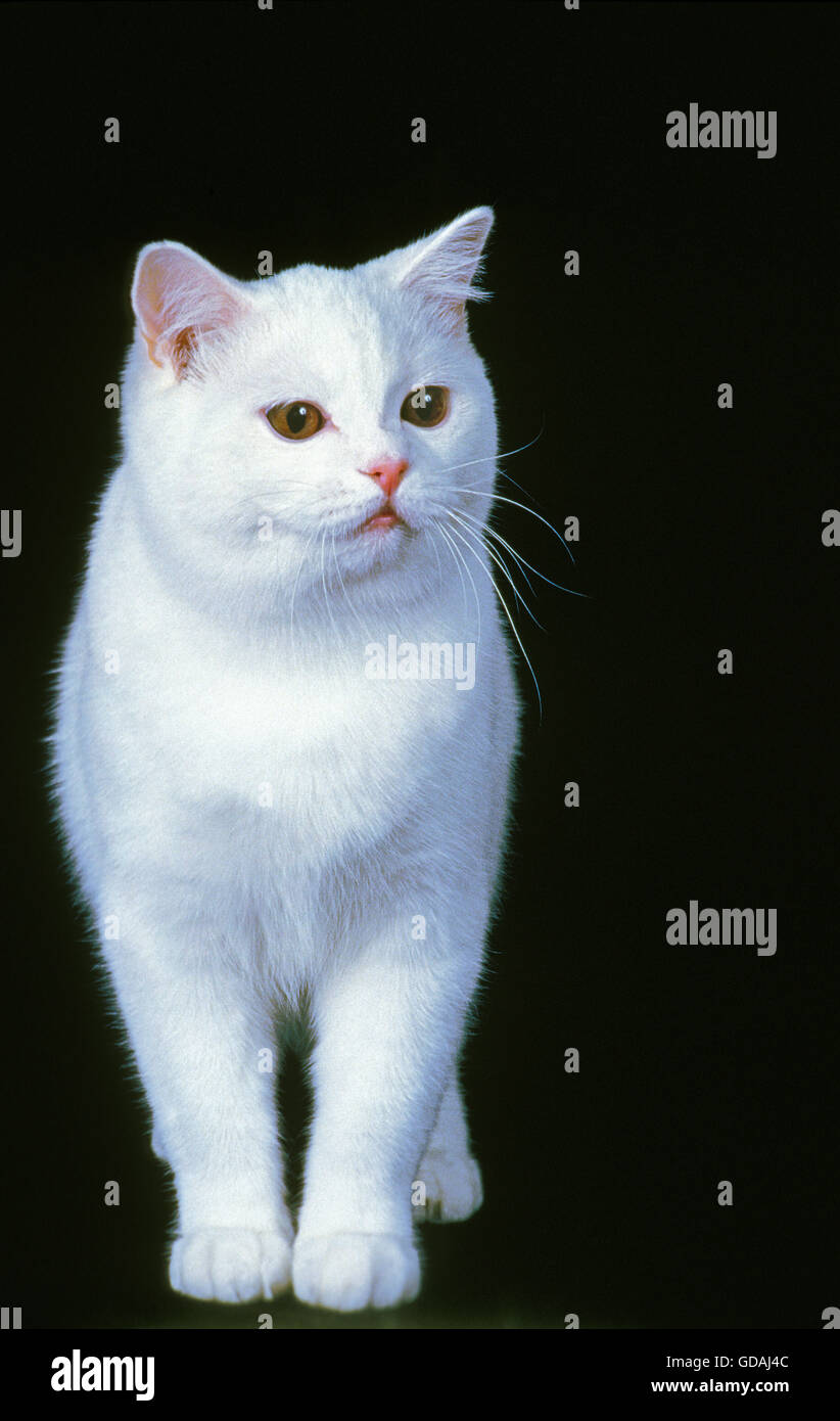 Weiße Britisch Kurzhaar-Hauskatze auf schwarzem Hintergrund Stockfoto