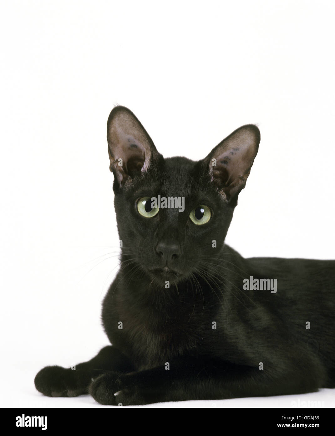 Ebenholz orientalische Katze vor weißem Hintergrund Stockfoto