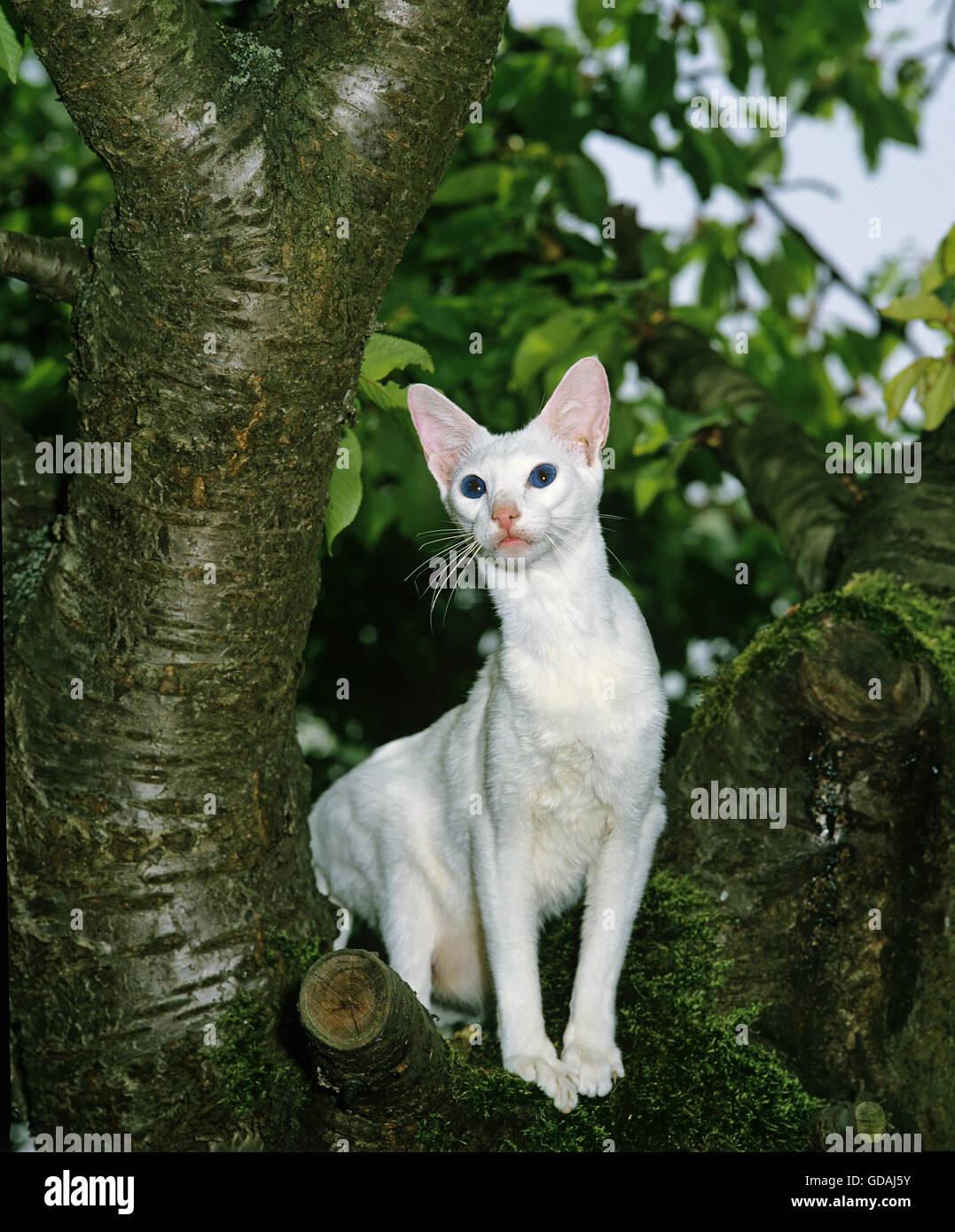 Ausländischen weiße Hauskatze im Baum Stockfoto