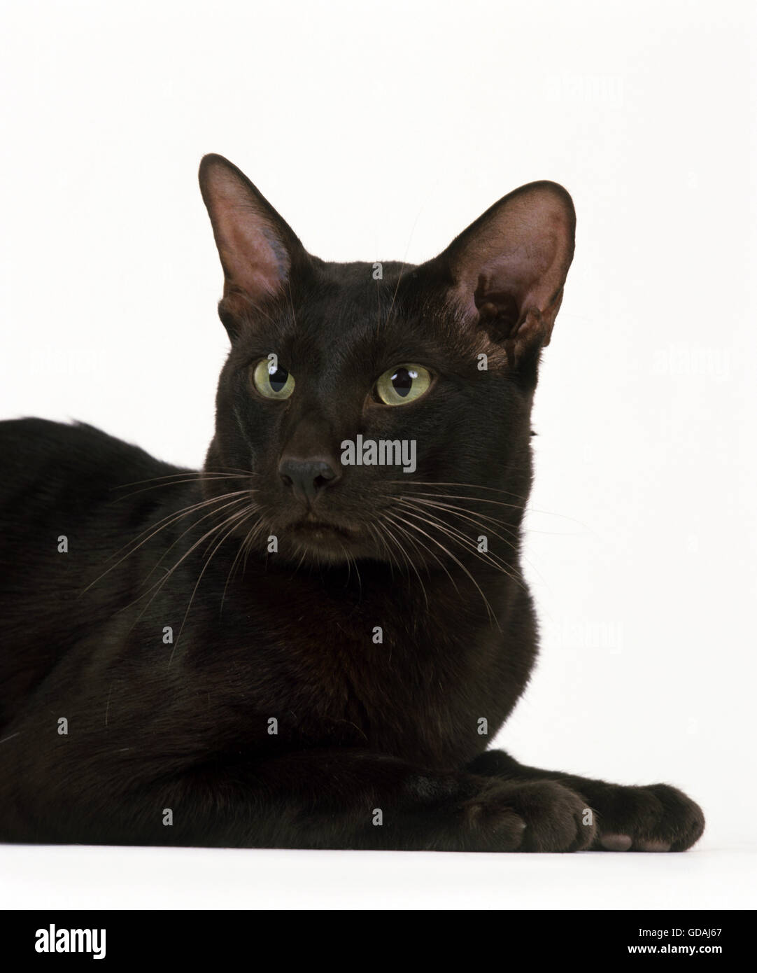 havana-katze-fotos-und-bildmaterial-in-hoher-aufl-sung-alamy