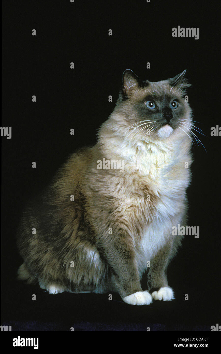 Ragdoll-Domestic Cat auf schwarzem Hintergrund Stockfoto