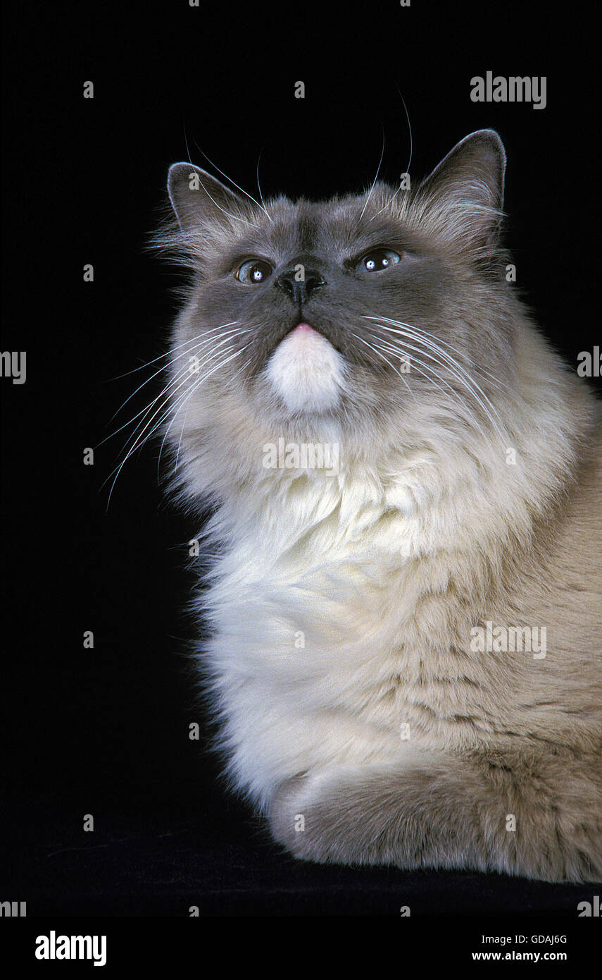 Ragdoll-Domestic Cat auf schwarzem Hintergrund Stockfoto