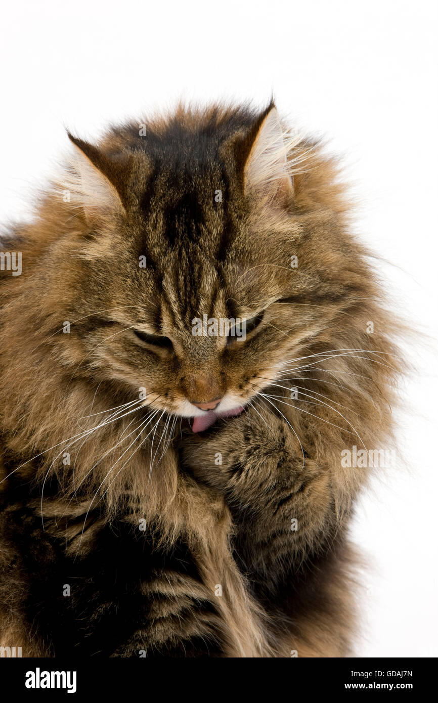 Katze leckt sich Stockfotos und bilder Kaufen Alamy