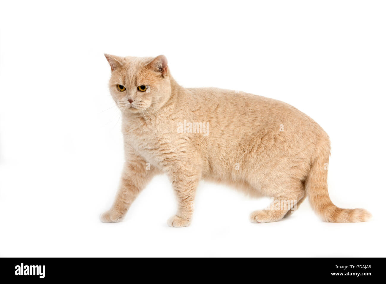 Britisch Kurzhaar-Hauskatze, weiblich vor weißem Hintergrund-Creme Stockfoto
