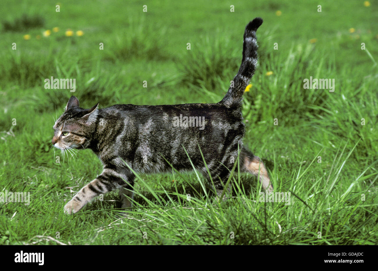 Europäischen Brown Tabby Hauskatze, Erwachsenen zu Fuß auf dem Rasen Stockfoto