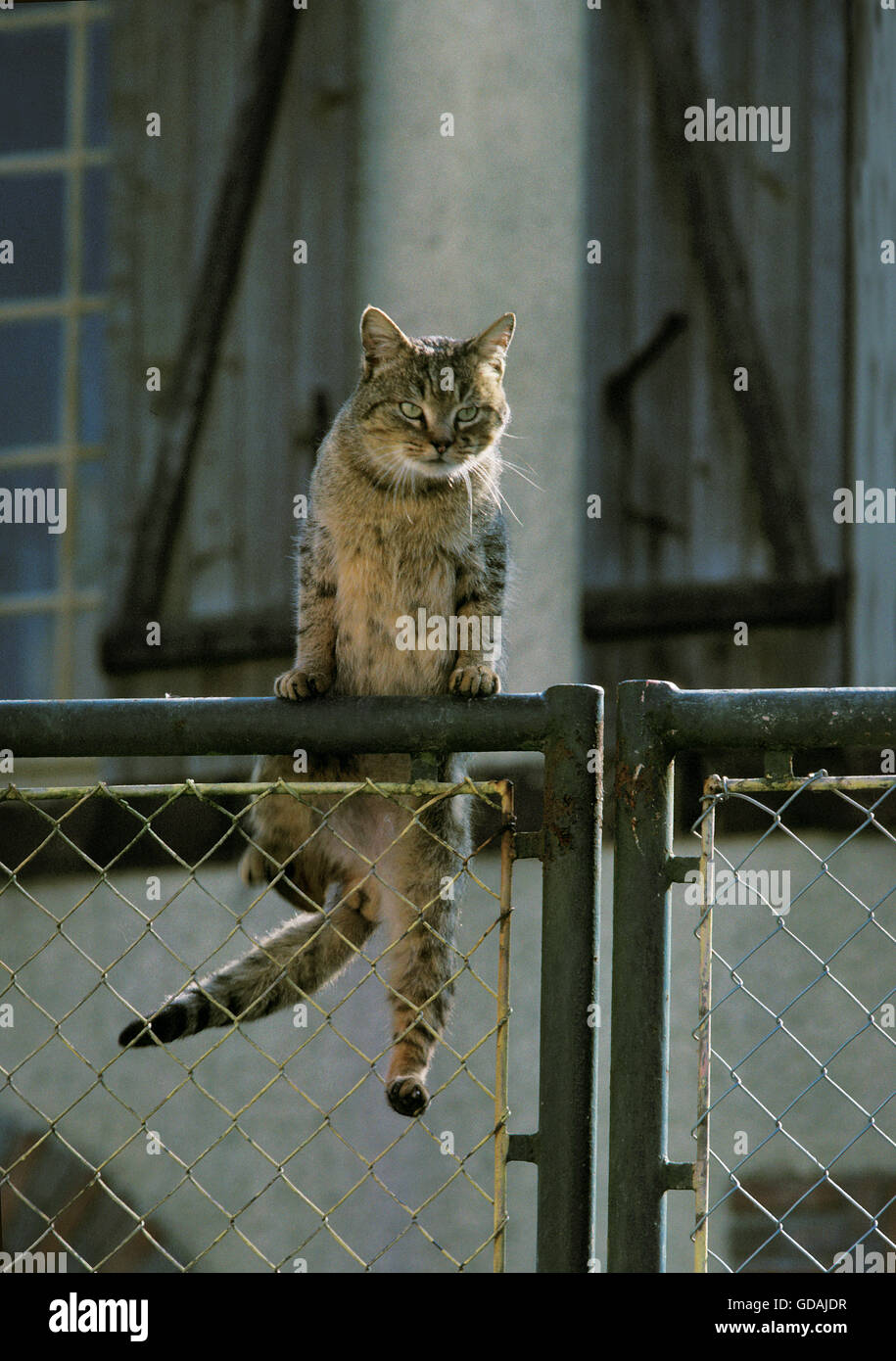 Europäischen braun Tabby Hauskatze, Erwachsene springen auf Tor Stockfoto