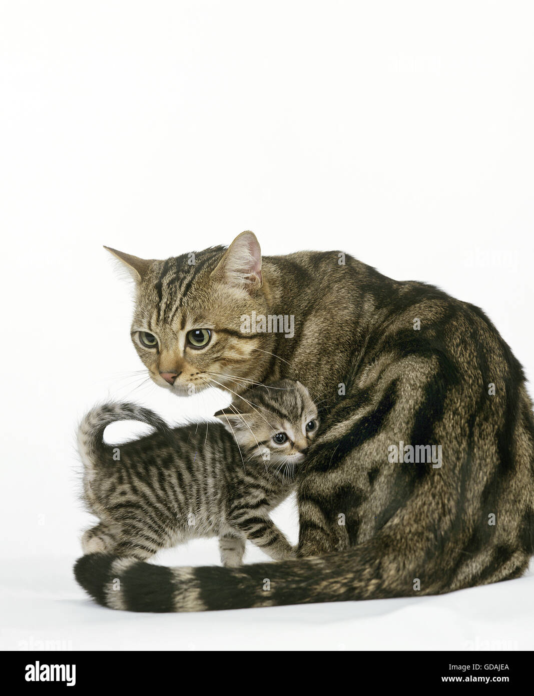 EUROPÄISCHEN BRAUN TABBY HAUSKATZE, MUTTER MIT KÄTZCHEN Stockfoto