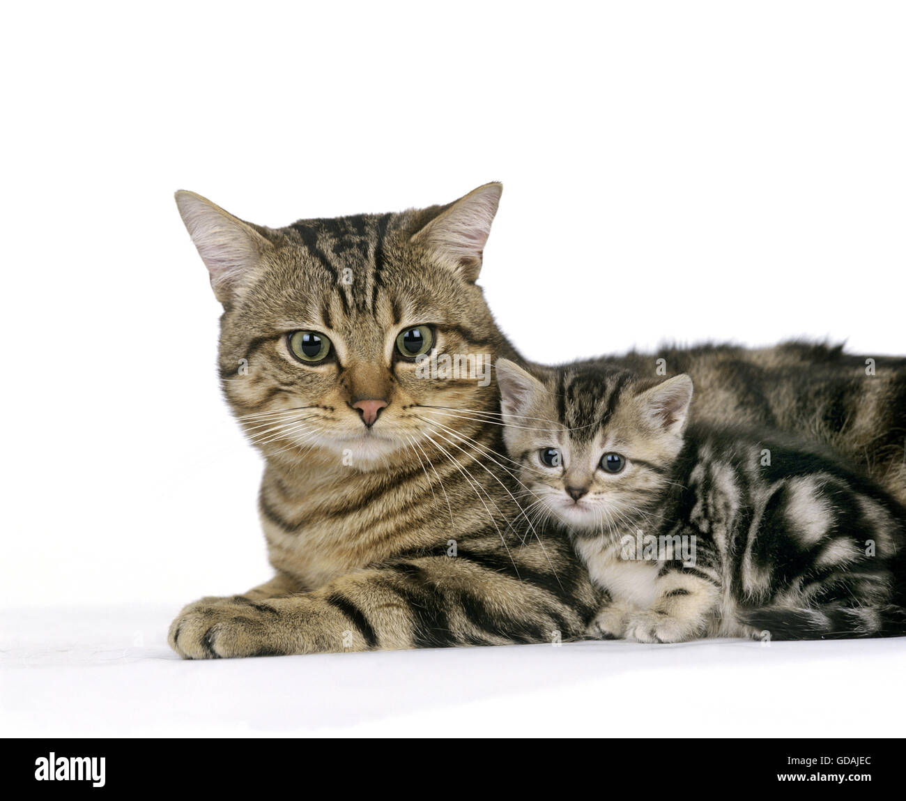 EUROPÄISCHEN BRAUN TABBY HAUSKATZE, MUTTER MIT KÄTZCHEN Stockfoto