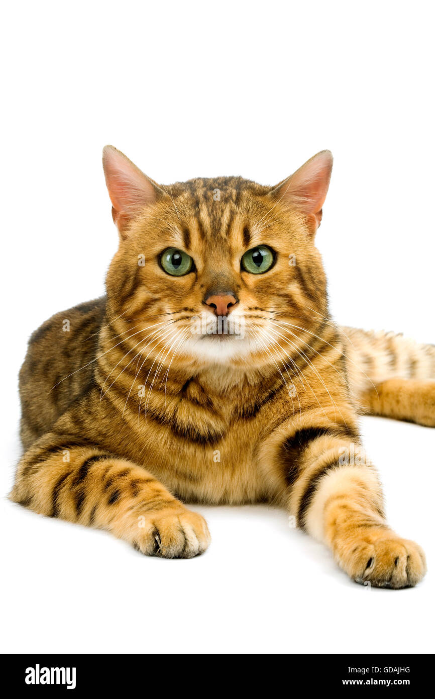 BROWN SPOTTED TABBY BENGAL HAUSKATZE Stockfoto