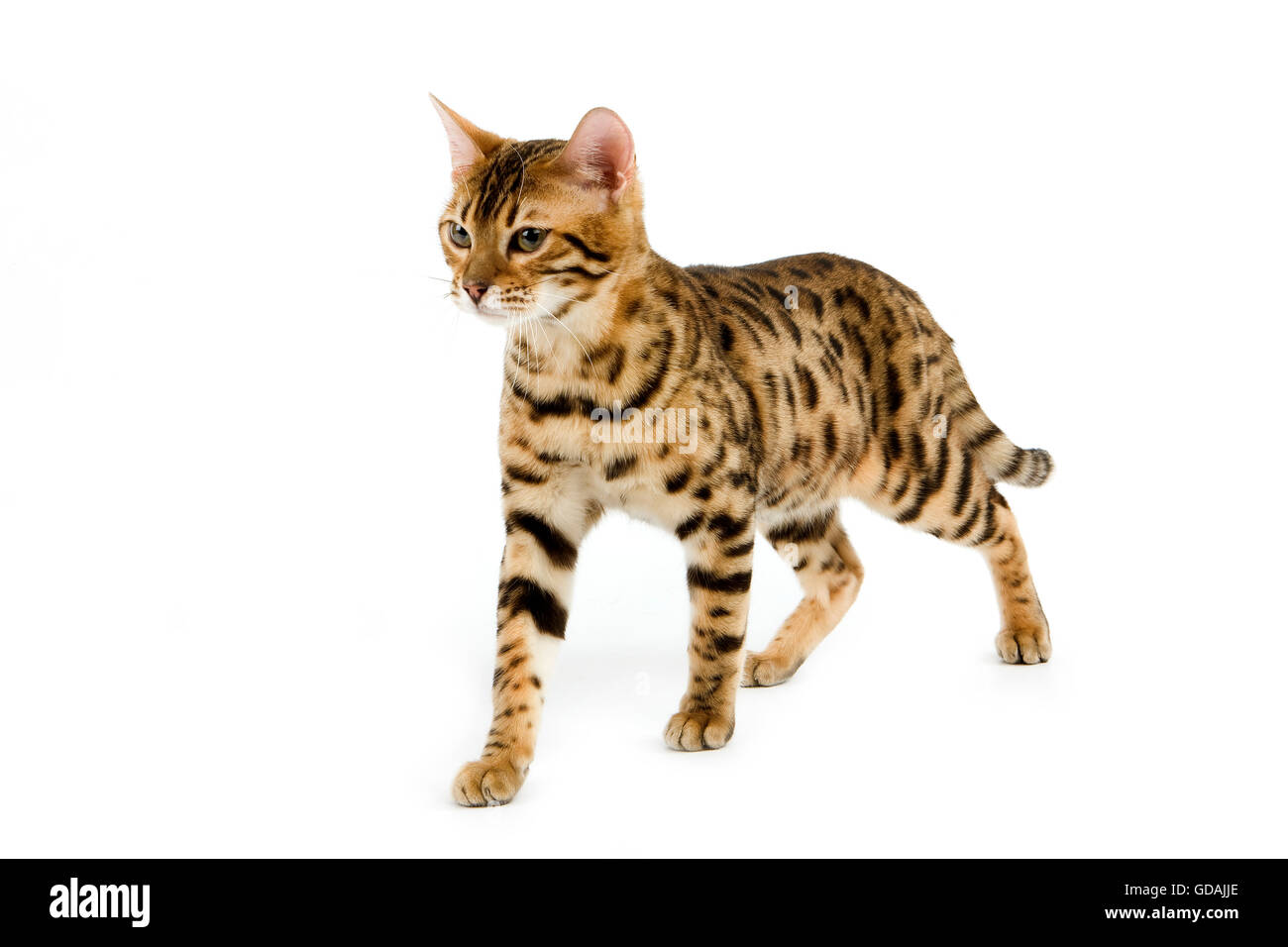 braune-gefleckte-katze-fotos-und-bildmaterial-in-hoher-aufl-sung-alamy