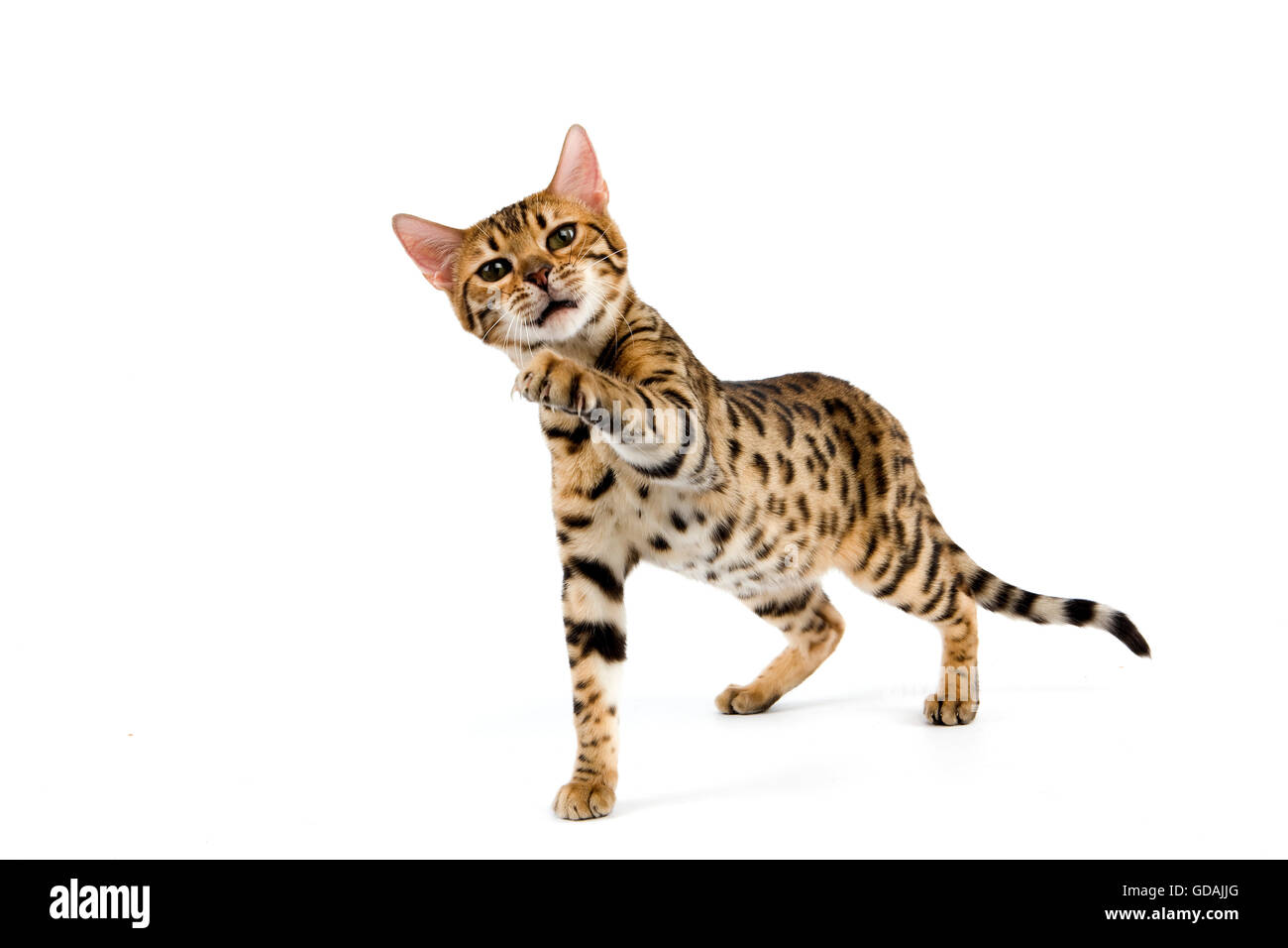 BROWN SPOTTED TABBY BENGAL HAUSKATZE Stockfoto