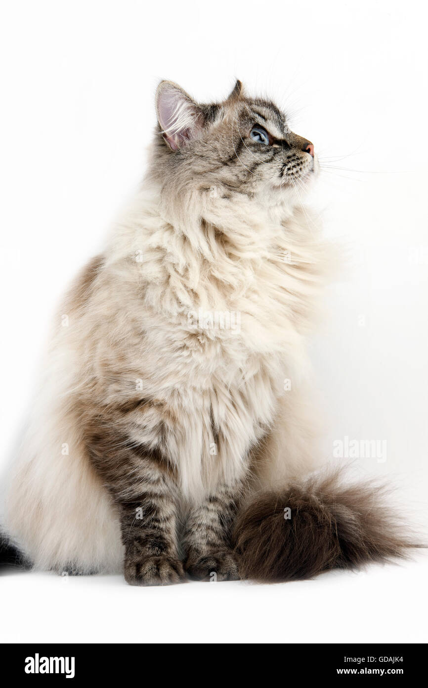 Neva Masquerade sibirischen Hauskatze, Seal Tabby Point Farbe, Männlich vor weißem Hintergrund Stockfoto