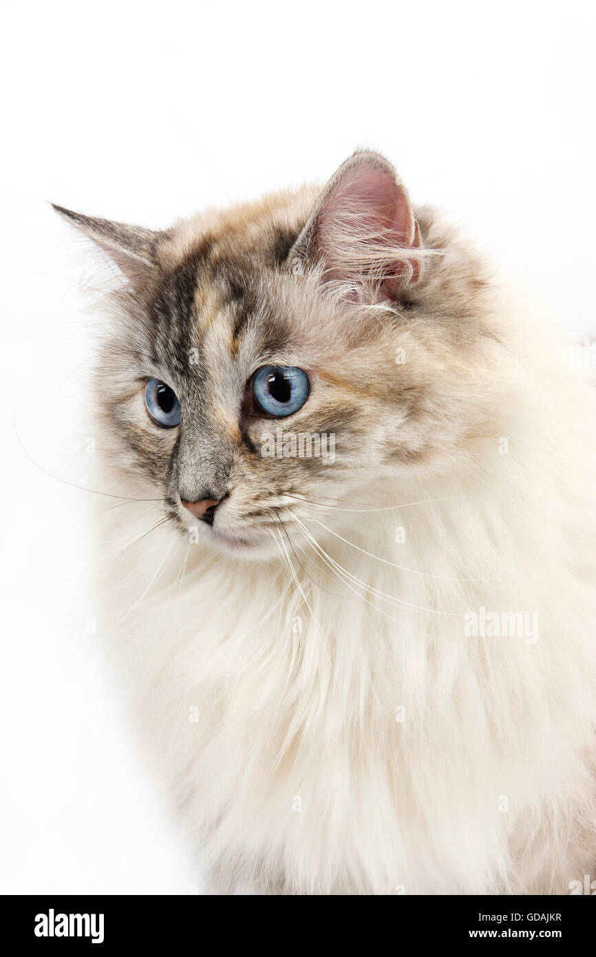 SEAL TABBY POINT MIT WEIßEN SIBIRISCHEN KATZE, WEIBLICH, VOR WEIßEM HINTERGRUND Stockfoto